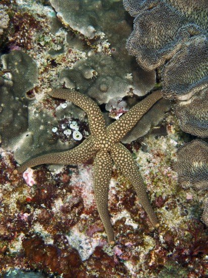Brown starfish with dotted pattern, New Caledonia starfish, yellow net starfish (Nardoa