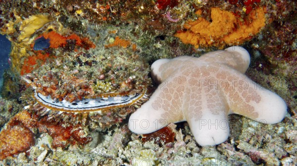 Granulated roller star (Choriaster granulatus) next to colourful corals and large variable spiny