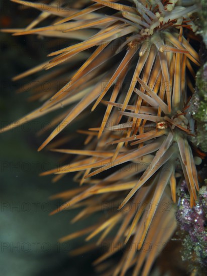Close-up of a spiny starfish, crown-of-thorns starfish (Acanthaster planci), in a natural