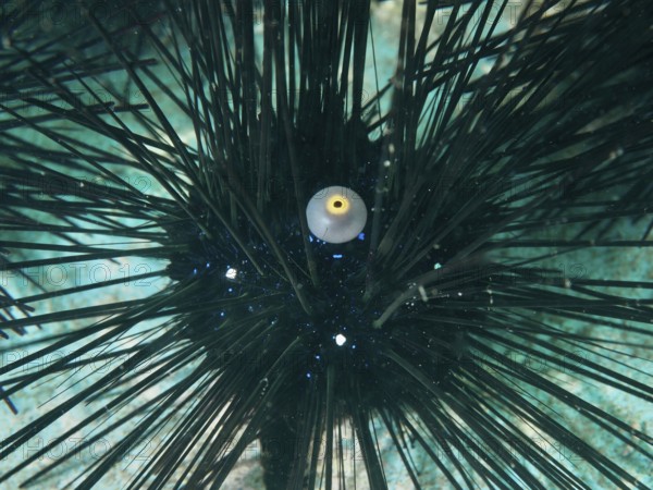 Close-up of a sea urchin with long dark spines, Diadem sea urchin (Diadema setosum), under water.