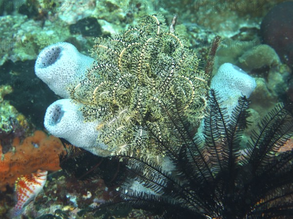 Diverse underwater scenery with Bennett's hair star (Anneissia bennetti) and sponges in vivid