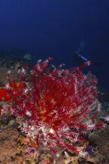 Red Bennett's hairstar (Anneissia bennetti) in a dark ocean environment with a diver in the