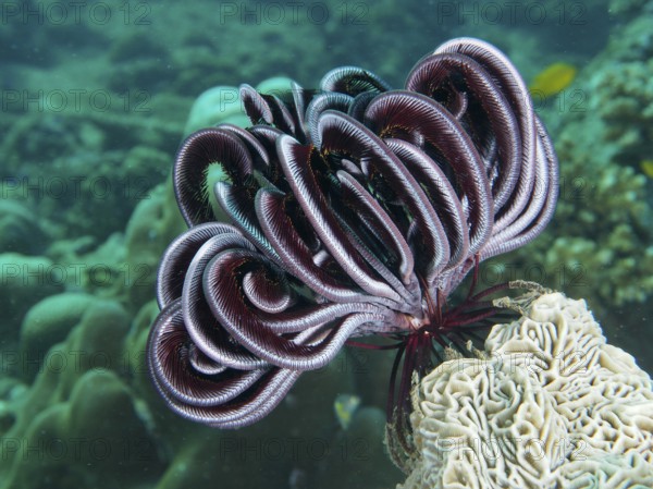 A Bennett's hairstar (Anneissia bennetti) on a coral in the depths of the sea. Dive site Prapat,