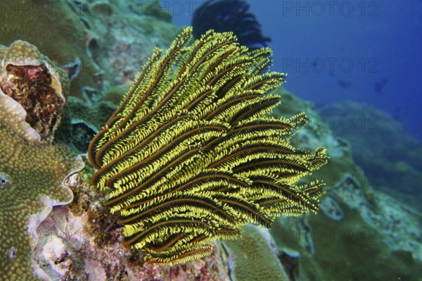 Bright yellow-green Bushy feather star, Variable Yellow Feather Star (Comaster schlegelii)