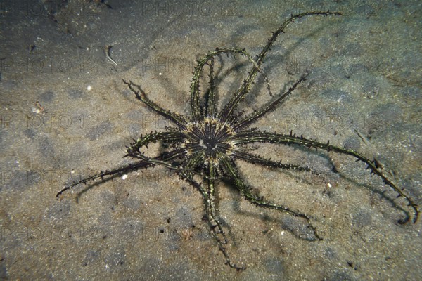 Haeckel's sand anemone (Actinostephanus haeckeli), sea anemone, lies spread out on the sandy seabed