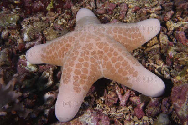 Close-up of a beige starfish with a distinctive pattern, granulated roller star (Choriaster