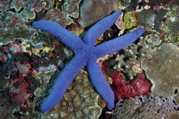 Lively blue starfish (blue Linckia laevigata) on a richly structured coral reef. Dive site