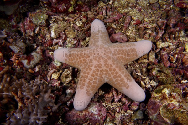 Beige starfish with geometric patterns, granulated roller star (Choriaster granulatus), on a
