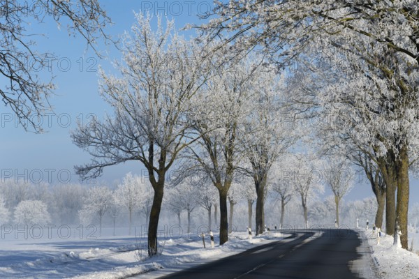Trees covered with a layer of frost line a country road in winter, alley in snow with hoarfrost,