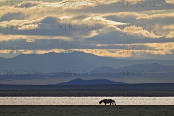 Silhouette of a horse (Equus caballus) running in the evening light in front of a large steppe lake