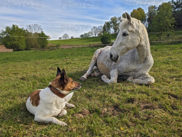 Domestic horse and dog close-up, white grey horse (Equus caballus) lying amicably close together