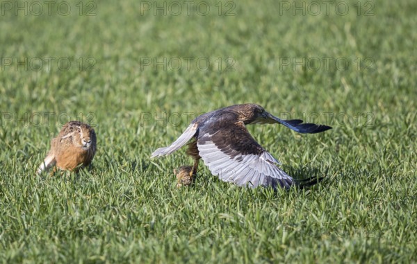 Marsh harrier (Circus aeruginosus), male flies flat over a green crop field with a young hare