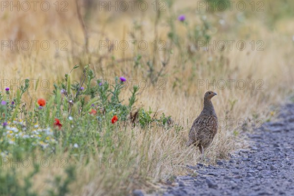 Grey partridge (Perdix perdix), female standing next to field path on colourful flowering strips at