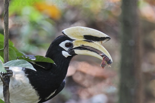 Oriental Hornbill (Anthracoceros albirostris) holding the dead nestling of a Striped-throated