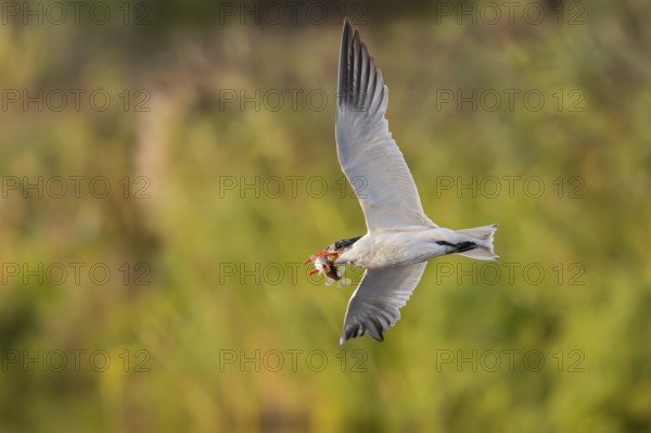 Caspian Tern (Hydroprogne caspia), adult bird with outstretched wings flying with a preyed fish in