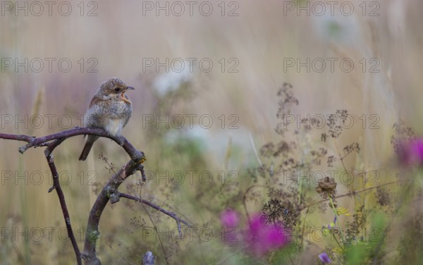 Red-backed shrike (Lanius collurio), young bird calls and sits with open beak on a branch