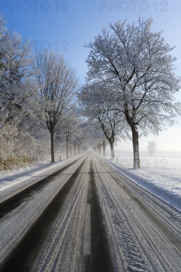 Long road in winter with frost-covered trees and clear sky, trees on an avenue with hoarfrost
