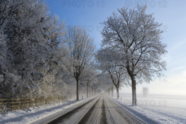Snowy country road lined with frost-covered trees under a clear sky, trees on an avenue with