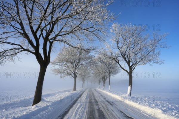 Snowy and quiet road with bare trees on a clear winter day, trees on an avenue with hoarfrost