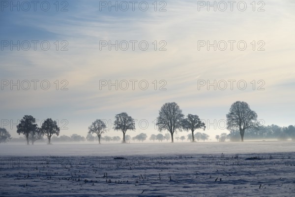 Trees standing in a row in fog with slightly cloudy sky, between Bülten and Solschen, Ilsede, Peine