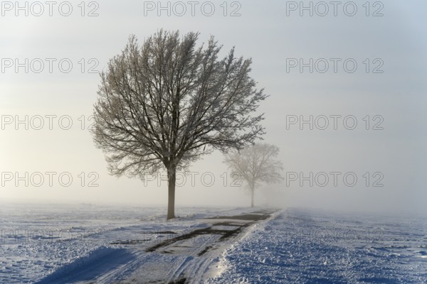 Snowy landscape with a row of trees along a road in fog, between Bülten and Solschen, Ilsede, Peine