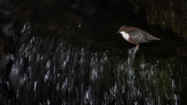A dipper (Cynclus cinclus) sits at a small waterfall with dark, bubbling water, East Westphalia,