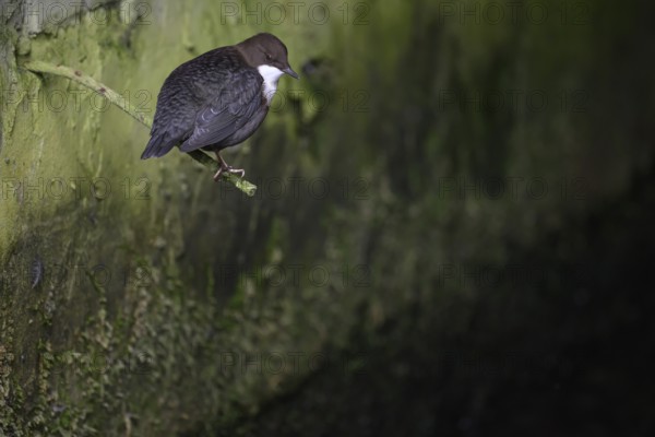 A dipper (Cynclus cinclus) sitting on a branch in front of a moss-covered wall in a quiet