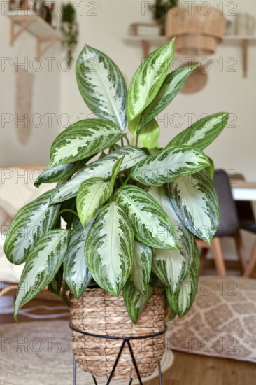 Tropical 'Aglaonema Silver Bay' houseplant with silver pattern in basket pot in boho style living