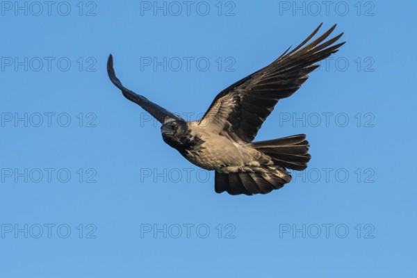 Hooded Crow (corvus corone corone) in flight, Feldberg Lakeland, Mecklenburg-Western Pomerania,