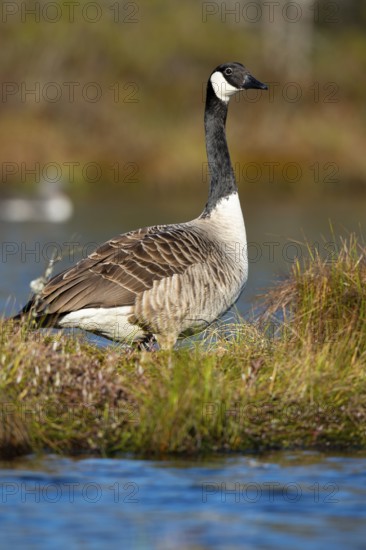 Canada goose (Branta canadensis) in breeding plumage on a lake in Sweden, Knuthöjdsmossen,