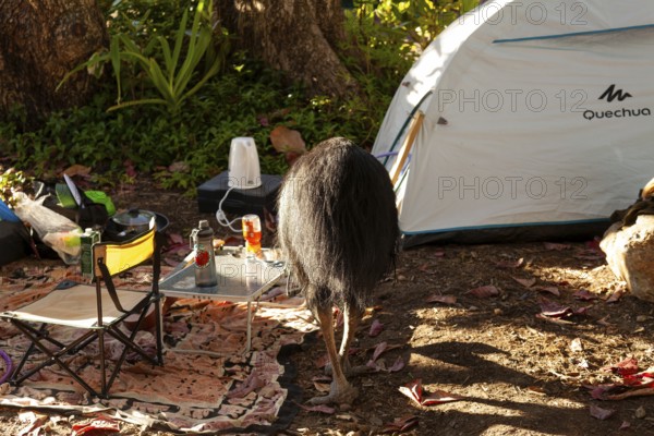 August 19, 2020. Southern cassowary (Casuarius casuarius) walking through camp searching for food