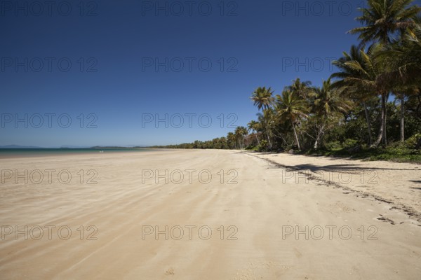 Tropical palms (Cocos nucifera) leaning over the sandy shore under a clear blue sunny sky. Mission