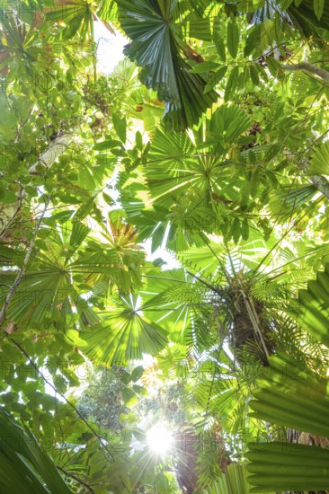 View of Queensland fanpalm (Licuala ramsayi) canopy and forest floor under tropical sunlight in