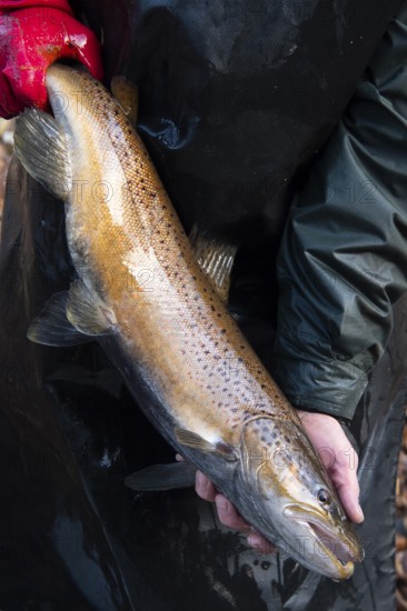 Electrofishing in the floodplain for sea trout and salmon, Wildeshausen, Lower Saxony, Germany