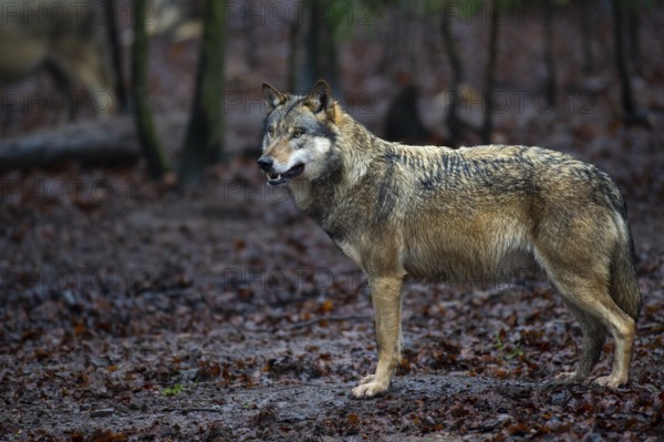 Wolf (Canis lupus) in a forest in winter, Neuhaus, Lower Saxony, Germany