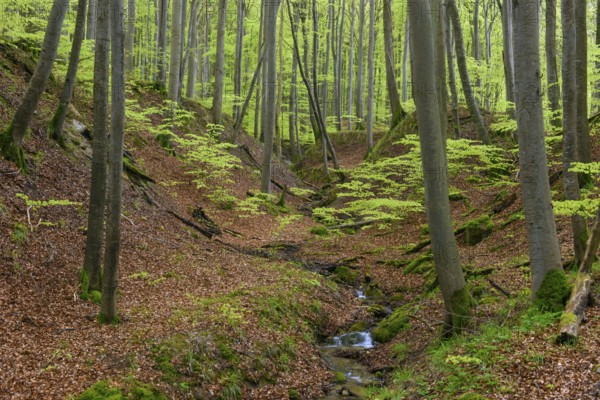 Beech trees (Fagus) in the stream valley in Jasmund National Park on Rügen, Jasmund National Park,
