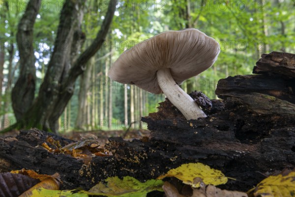 Mushroom on dead wood in the Baumweg jungle in autumn, Emstek, Lower Saxony, Germany