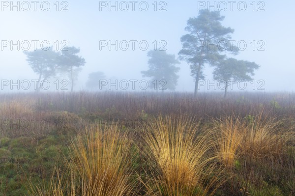 Pine (Pinaceae) in the moor with fog, nature reserve, Vernner Moor, Neuenkirchen-Vörden, Lower
