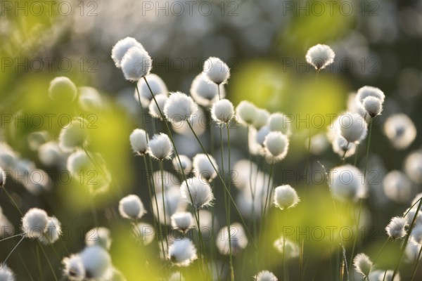 Spring in the Goldenstedt moor, sheath cottongrass (Eriophorum vaginatum), Goldenstedt, Lower