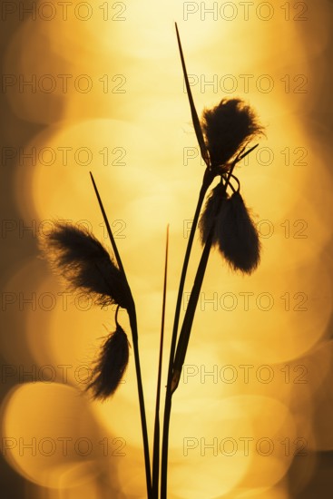 Spring in the Goldenstedt moor, Common cottongrass (Eriophorum angustifolium), Goldenstedt, Lower