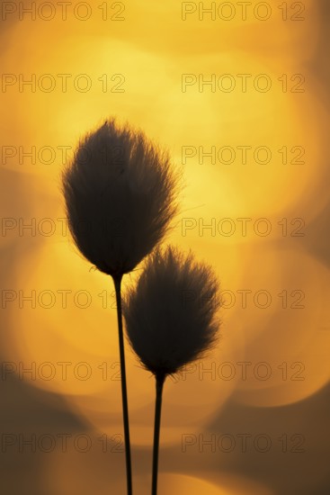 Spring in the Goldenstedt moor, sheath cottongrass (Eriophorum angustifolium), Goldenstedt, Lower