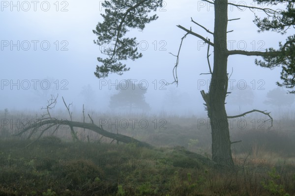Pine (Pinaceae) in the moor with fog, nature reserve, Vernner Moor, Neuenkirchen-Vörden, Lower