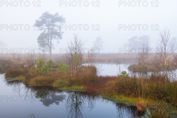 Pine (Pinaceae) in the moor with fog, cNature reserve, Vernner Moor, Neuenkirchen-Vörden, Lower