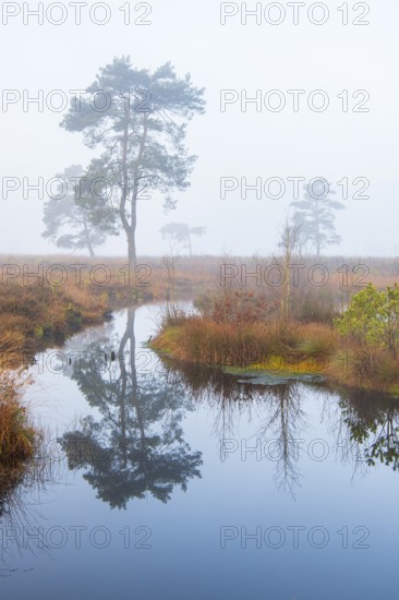 Pine (Pinaceae) in the moor with fog, cNature reserve, Vernner Moor, Neuenkirchen-Vörden, Lower