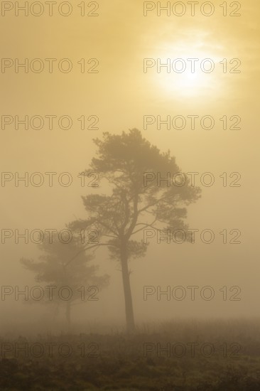 Pine (Pinaceae) in the moor with fog, nature reserve, Vernner Moor, Neuenkirchen-Vörden, Lower