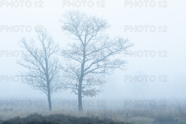 Oak (Quercus) in the moor with fog, nature reserve, Vernner Moor, Neuenkirchen-Vörden, Lower