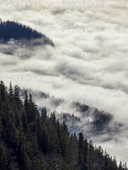 View from Vormauerstein of a sea of fog on Lake Wolfgang, inversion weather, Osterhorn Group,