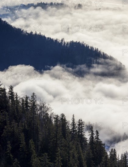 View of a sea of fog from Vormauerstein, Strobl am Wolfgangsee, church tower sticking out of the