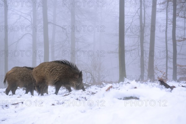 Wild boar (Sus scrofa) in the snow in a wintery forest, Teutoburg Forest, Melle, Lower Saxony,
