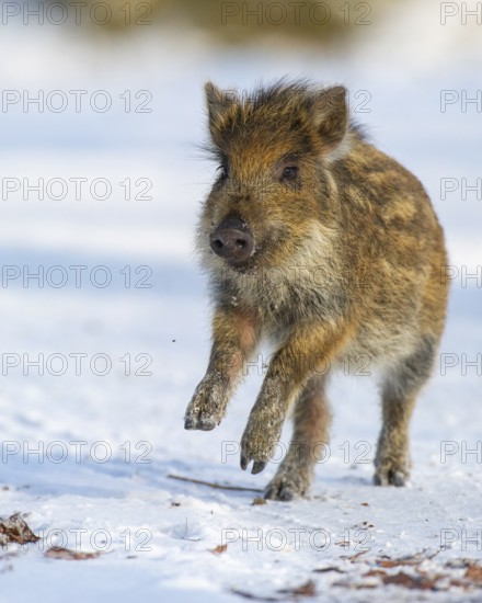 Wild boar (Sus scrofa) in the winer in the snow, young boar, Teutoburg Forest, Melle, Lower Saxony,
